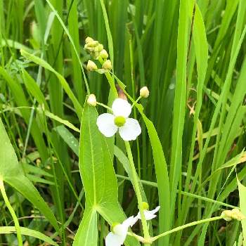 水生植物 の投稿画像一覧 Greensnap グリーンスナップ