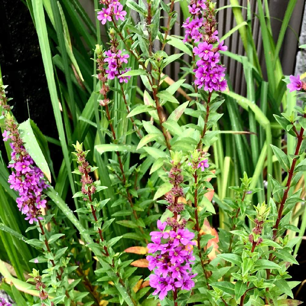 ミソハギの投稿画像 By ぎんねこさん ボンバナとピンクの花と濃いピンク色と可憐な花とおさんぽとお出かけ先とピンクの花と濃いピンク色と可憐な花とおさんぽ 月7月10日 Greensnap グリーンスナップ Greensnap グリーンスナップ