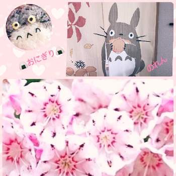 となりのトトロの投稿画像一覧 Greensnap グリーンスナップ