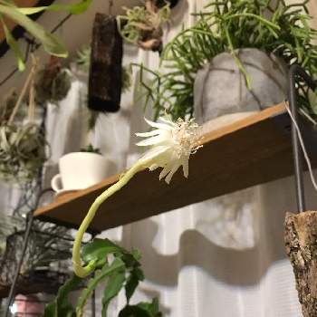 グアテマレンシスの投稿画像一覧 Greensnap グリーンスナップ