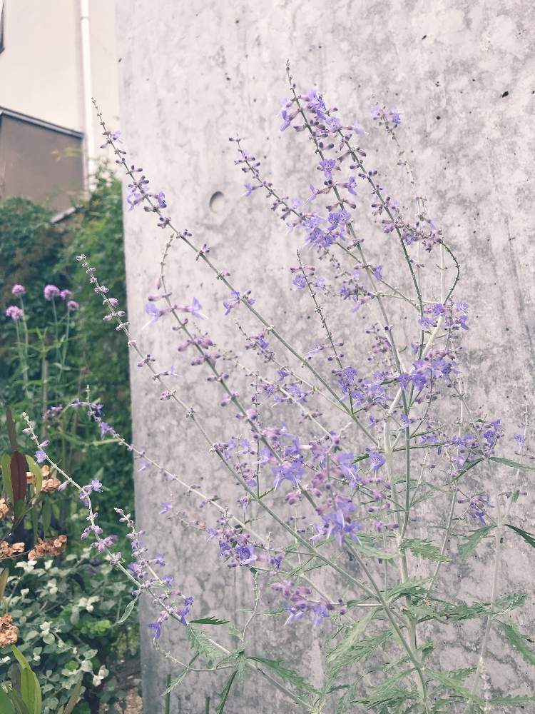 ロシアンセージの投稿画像 By ソラミさん 庭の花と紫色の花とおうち園芸と梅雨とガーデニングフェスフォトコンと夏に強い花とおしゃれ とハーブガーデン 月7月10日 Greensnap グリーンスナップ