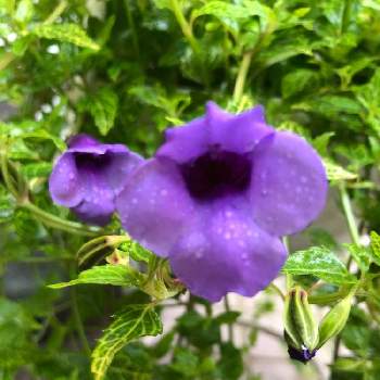 トレニア垂れ下がるタイプの投稿画像一覧 Greensnap グリーンスナップ