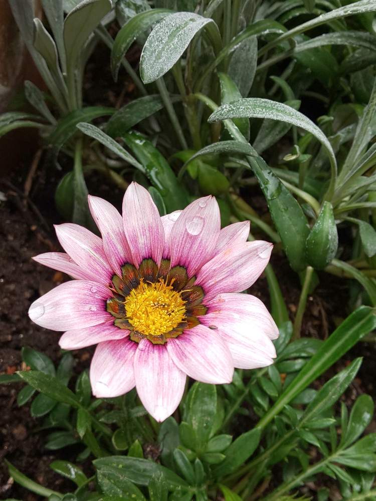 ピンクの花の投稿画像 By リベカさん わが家の観葉植物 とおうち園芸と素敵な色合いとgsの皆さんに感謝 とお花がさいたよとお花のある生活と感動 とガザニア 月7月10日 Greensnap グリーンスナップ