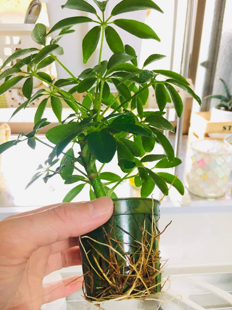 シェフレラの投稿画像 By みきてぃ さん ハイドロカルチャーと癒しをありがとね と観葉植物を楽しむ とキッチン窓辺とまだまだ成長中 月7月10日 Greensnap グリーンスナップ