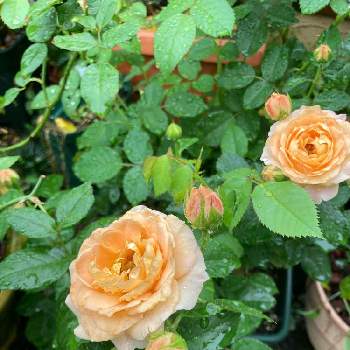 ラドルチェヴィータ　バラの画像 by みるく❤️さん | 小さな庭と薔薇愛同盟とラドルチェヴィータ　バラと薔薇に魅せられてとおうち園芸と鉢植えと玄関先アプローチとGSでバラ園と花のある暮らしとお花で癒されよう❤️とバラ薔薇ばらら～❤️