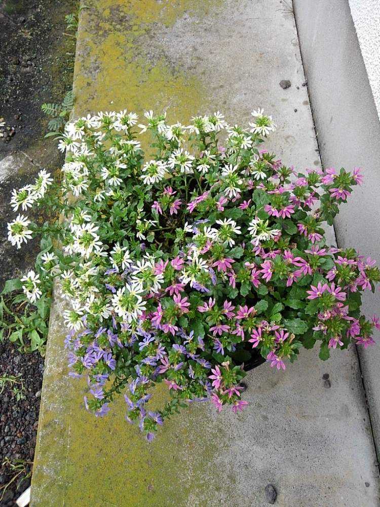 7 10更新 サンク エールの栽培記録 Greensnap グリーンスナップ