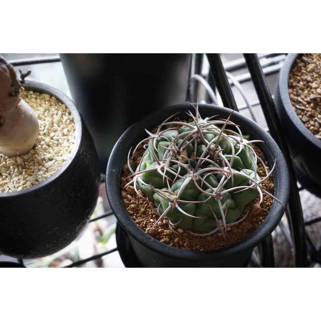 ギムノカリキウム 紅蛇丸の一覧｜🍀GreenSnap（グリーンスナップ）