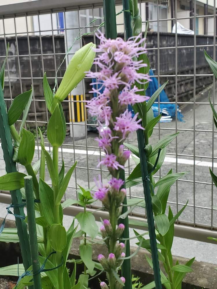 茉莉花さんの投稿画像 月7月10日 Greensnap グリーンスナップ