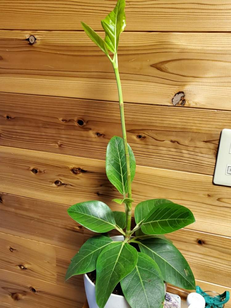 フィカス アルティシマの投稿画像 By ゆりさん 観葉植物となまえがわからない 月7月10日 Greensnap グリーンスナップ