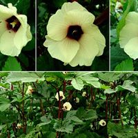 オクラ,紅オクラ,心に笑顔の花をの画像
