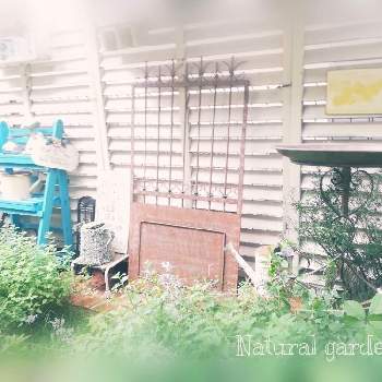 キャットミント ウォーカーズローの画像 by ✿yuri✿さん | 小さな庭とバードパス♡と咲いてくれてありがとう❤とキャットミント ウォーカーズローとナチュラルガーデンとおうち園芸と小さな庭♡と玄関風