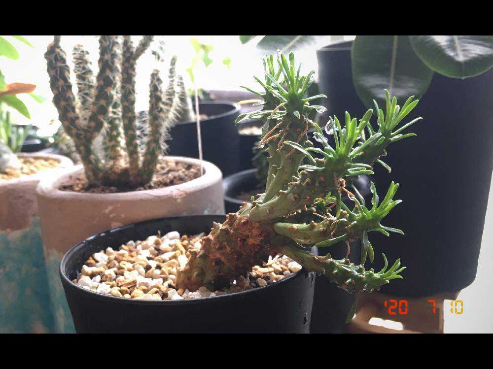 ユーフォルビアの胴切りに挑戦 Greensnap グリーンスナップ