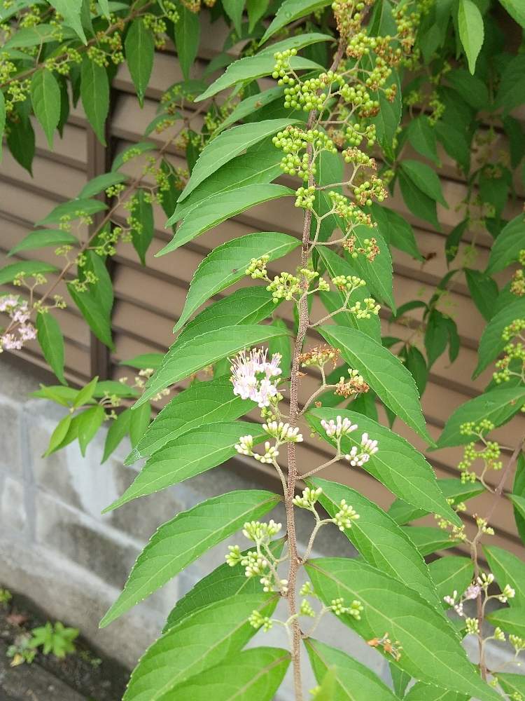 コムラサキの投稿画像 By はなにせさん 月7月10日 Greensnap グリーンスナップ