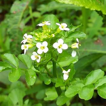 オランダガラシの投稿画像一覧 Greensnap グリーンスナップ オランダガラシの投稿画像一覧 Greensnap グリーンスナップ