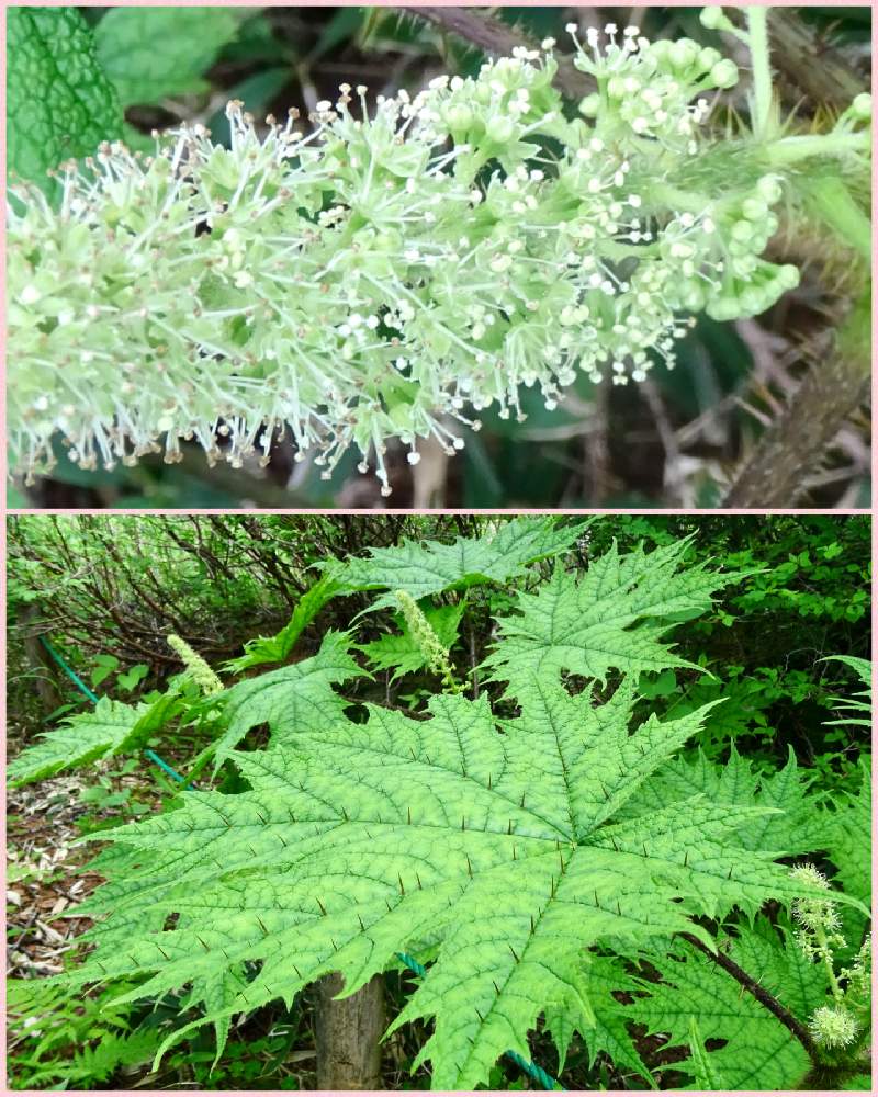 ハリブキの投稿画像 By なるさん 野に咲く花が好きと長野県と山歩きと白い花と落葉低木と梅雨の晴れ間に誘われてと山野草と高山植物類 月7月10日 Greensnap グリーンスナップ