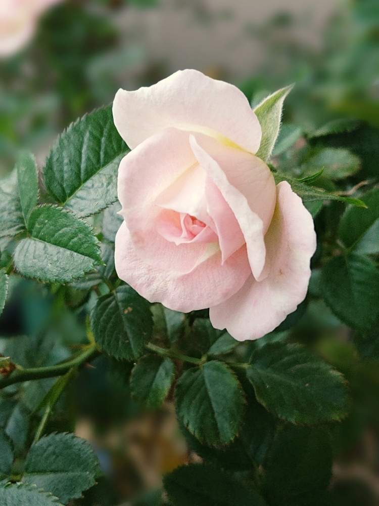 チュチュ オプティマの投稿画像 By はるみんさん 花のある暮らしとミニバラ鉢植えとバラ ミニバラとおうち園芸 月7月10日 Greensnap グリーンスナップ