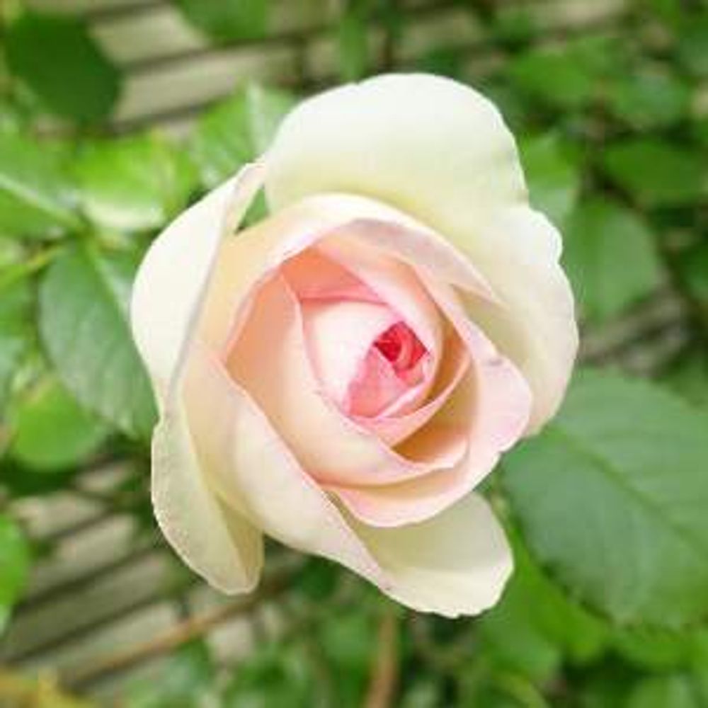 りんじょんふぁ