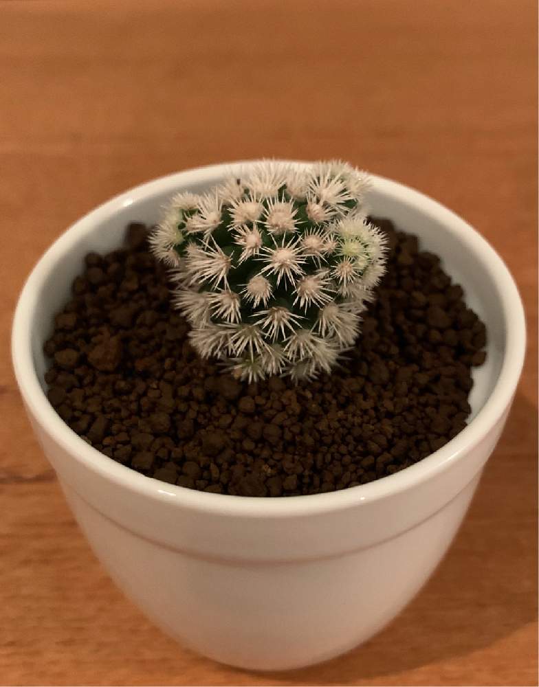 サボテン マミラリアの投稿画像 By こさん 明日香姫と多肉植物と無加工と多肉植物のある暮らしとおうち園芸と多肉初心者とこ の明日香姫 月7月10日 Greensnap グリーンスナップ