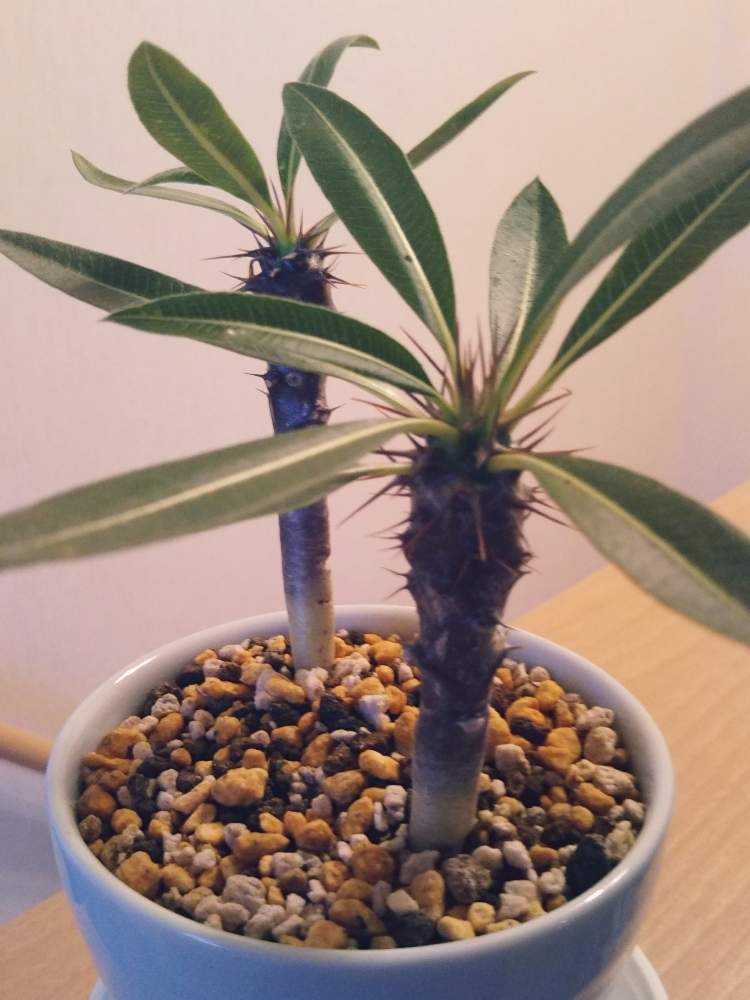 トゲトゲの投稿画像 By ゆみさん 観葉植物とダイソーとおうち園芸と花のある暮らし 月7月10日 Greensnap グリーンスナップ