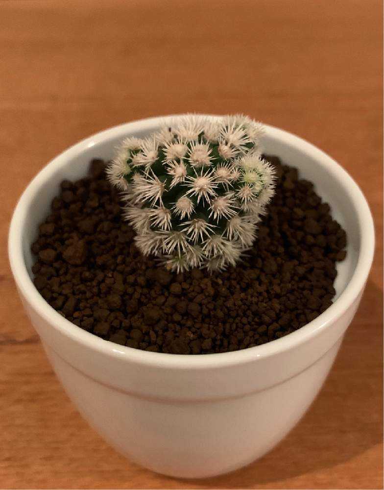 39 明日香姫の成長記録 Greensnap グリーンスナップ