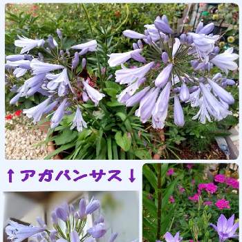 るっち*紫のお花✡️の画像 by るっちさん | 小さな庭とトリテレイアとアガパンサスとるっち*お花ｻﾝ♪とるっち*紫のお花✡️と実家の庭出身