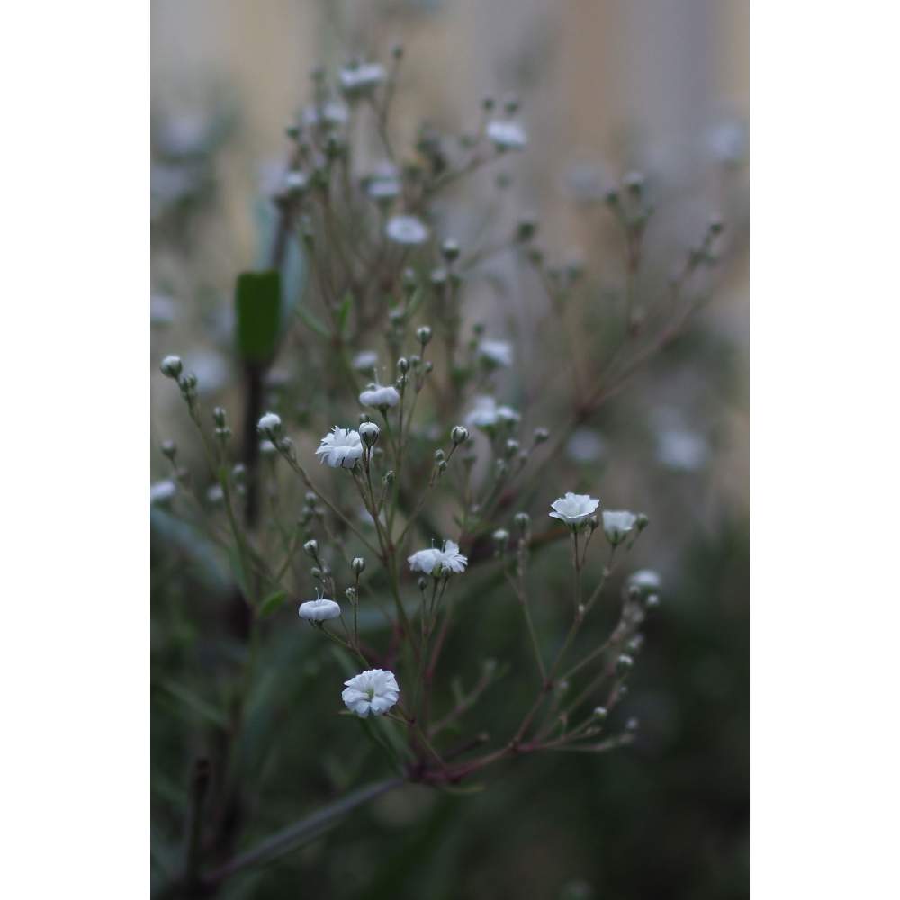 小さな庭の画像 by 我楽多さん | 小さな庭と宿根カスミソウと７月の花とOM-D E-M1Ⅱと#OLM ED 75mm F1.8