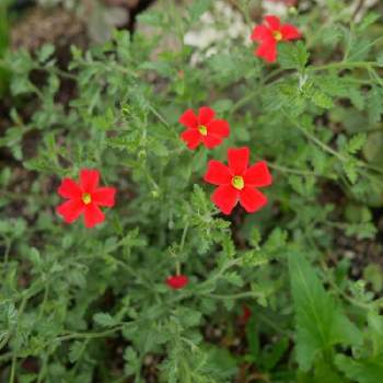 サンブリテニア Proven Winners Pw ガーデニング 園芸 花苗 低木 多肉植物 花 植物