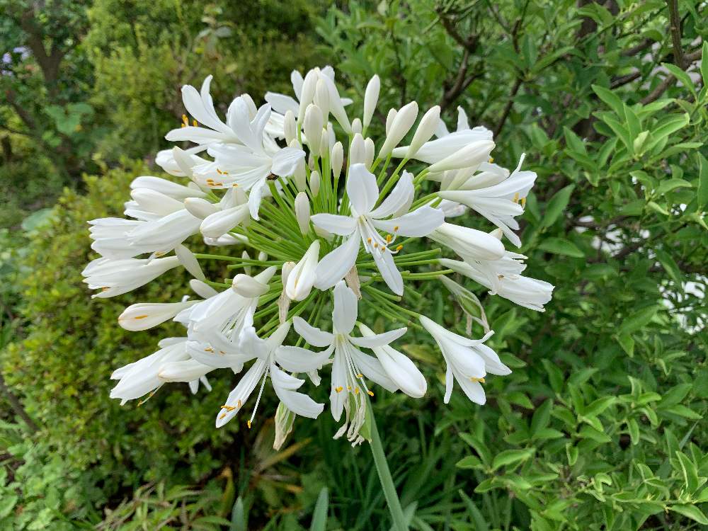 アガパンサスの投稿画像 By Teryさん 月7月11日 Greensnap グリーンスナップ