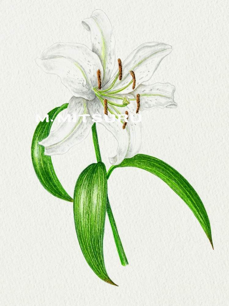 カサブランカの投稿画像 By 光さん 白い花と百合 とユリ とゆり とデッサン 2020月7月11日 Greensnap グリーンスナップ