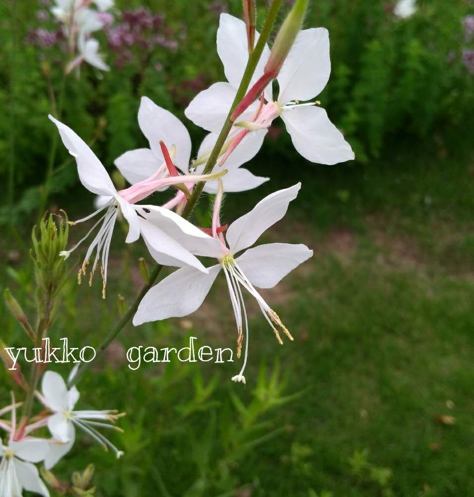 ガウラの投稿画像 By ゆったりゆっこさん 白い花と梅雨と庭の宿根草と雨あがり 月7月11日 Greensnap グリーンスナップ