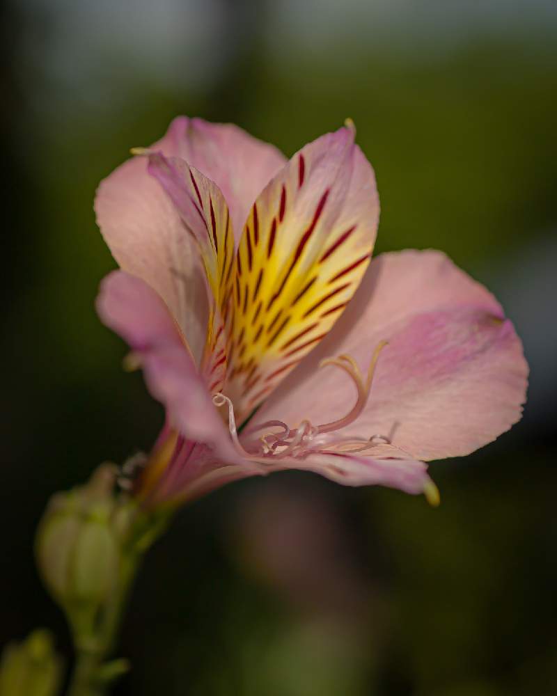 アルストロメリアの投稿画像 By まーこさん サマーフィーリングとピンク ピンクと美しい とエキゾチックとお散歩と梅雨の晴れ間と倶利伽羅不動寺 月7月11日 Greensnap グリーンスナップ