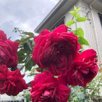 リパブリック ドゥ モンマルトルの画像 by みるく❤️さん | 小さな庭と薔薇愛同盟と薔薇に魅せられてとおうち園芸と鉢植えと玄関先アプローチとGSでバラ園とお花で癒されよう❤️とリパブリック ドゥ モンマルトルとバラ薔薇ばらら～❤️