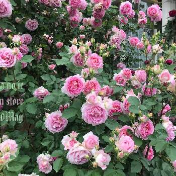 ペネロペイアの投稿画像一覧 Greensnap グリーンスナップ