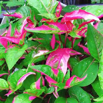 イレシネ の投稿画像一覧 Greensnap グリーンスナップ