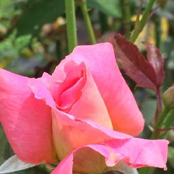 バラ ティファニーの画像 by ♡喜依(kiyori)♡さん | バラ ティファニーと薔薇に魅せられてと薔薇のある暮らし♡と薔薇大好きとおうち園芸