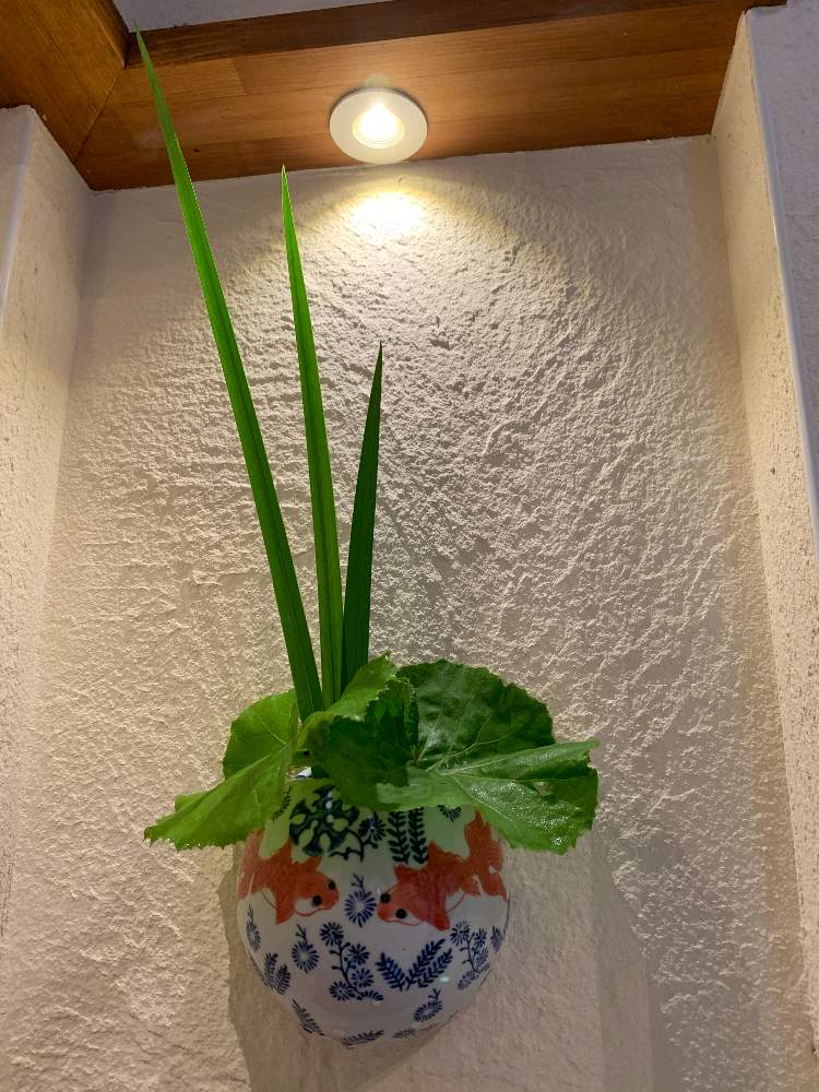 花のある暮らしの投稿画像 By Yさん 金魚鉢と蕗 フキ 月7月11日 Greensnap グリーンスナップ