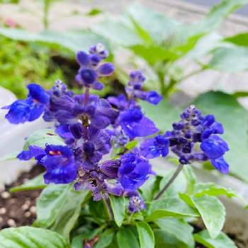 フリューブルーの画像 by nao70＊さん | お出かけ先とブルーサルビアと可愛いとブルーの花と涼やかとフリューブルー
