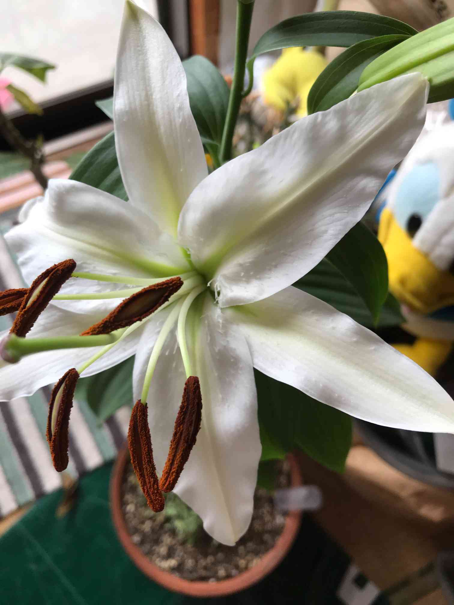 ゆりの花が咲くまで⚜｜?GreenSnap（グリーンスナップ）