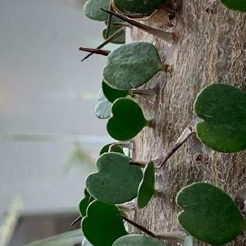 珍植物の投稿画像一覧 Greensnap グリーンスナップ 珍植物の投稿画像一覧 Greensnap グリーンスナップ