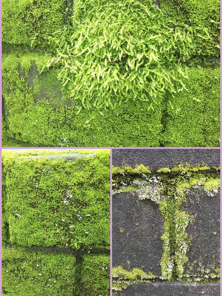 苔 コケ の投稿画像 By Yacchiさん ブロック塀と鮮やかな緑色 月7月11日 Greensnap グリーンスナップ