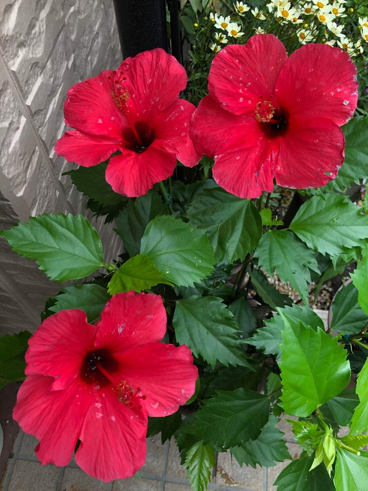 ハイビスカス 赤の投稿画像 By さとこさん ハイビスカス咲きましたと花のある暮らしとおうち園芸 月7月11日 Greensnap グリーンスナップ