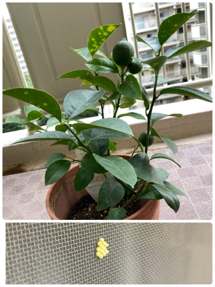 リスボンレモンの投稿画像 By がーさん 月7月11日 Greensnap グリーンスナップ