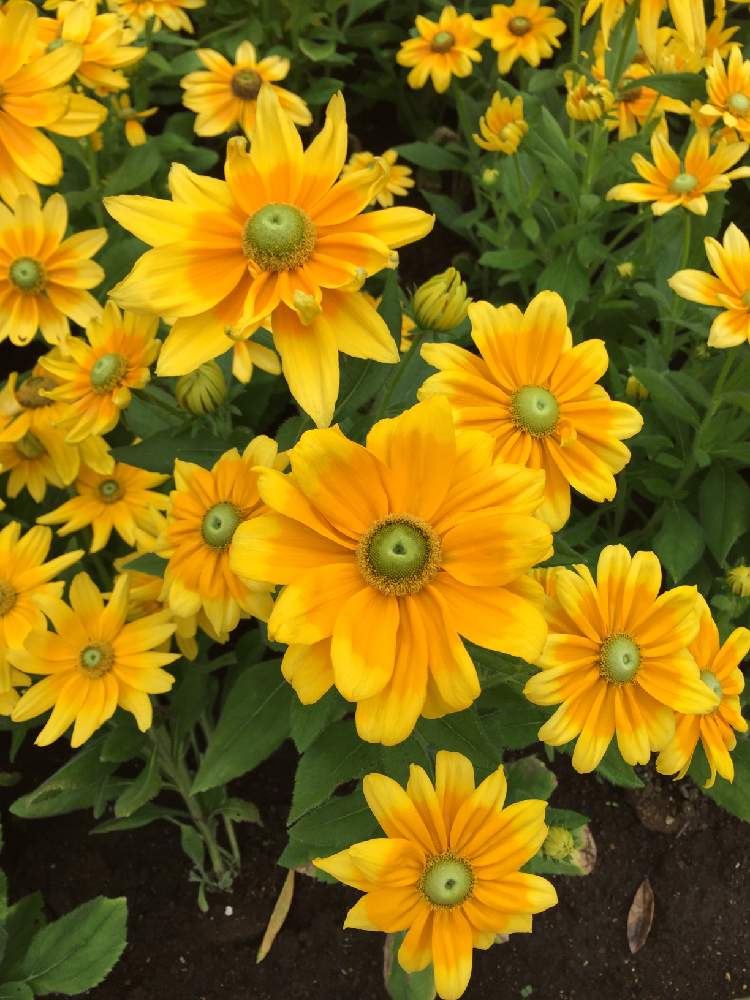 ルドベキアの投稿画像 By いかぽんさん 月7月11日 Greensnap グリーンスナップ