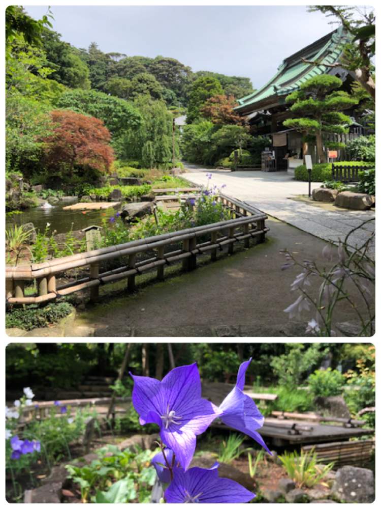 神奈川県の風景の投稿画像 By おケイさん 鎌倉 長谷寺と桔梗 ききょうと鎌倉市 月7月11日 Greensnap グリーンスナップ