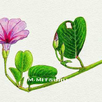 沖永良部島の画像 by 光さん | お出かけ先とグンバイヒルガオとピンクの花と珍奇植物2020と沖永良部島と奄美群島と⚪デッサンとOCデッサン