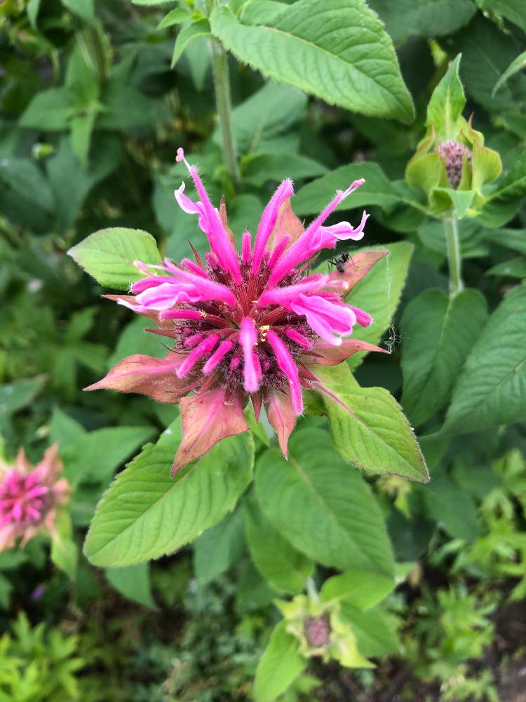モナルダ ベルガモット の投稿画像 By Yurukuさん ピンク色の花 と散歩とお花好きのご近所さんちとハーブと頑張ろう 月7月11日 Greensnap グリーンスナップ