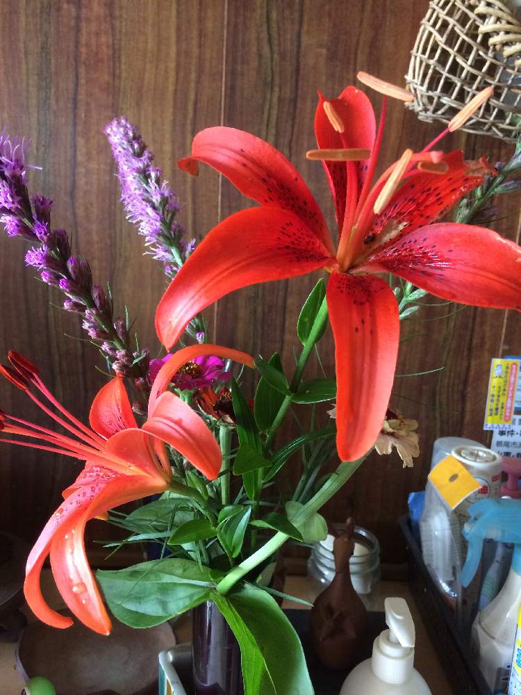 ユリの投稿画像 By Widebaseさん リアトリス 月7月11日 Greensnap グリーンスナップ