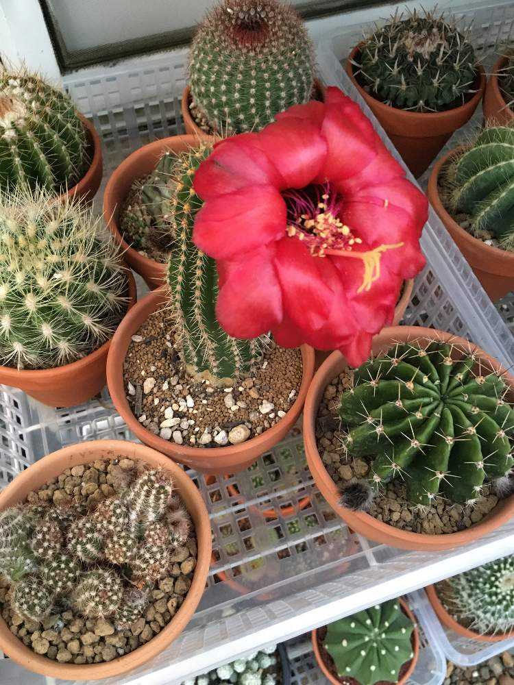 パキケレウス 武衛柱 開花 Greensnap グリーンスナップ