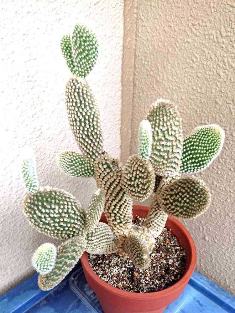 サボテンのサー太郎さま専用 デンモザ・ローダカンサ | お手頃価格の大型サボテン | 今すぐ購入 |