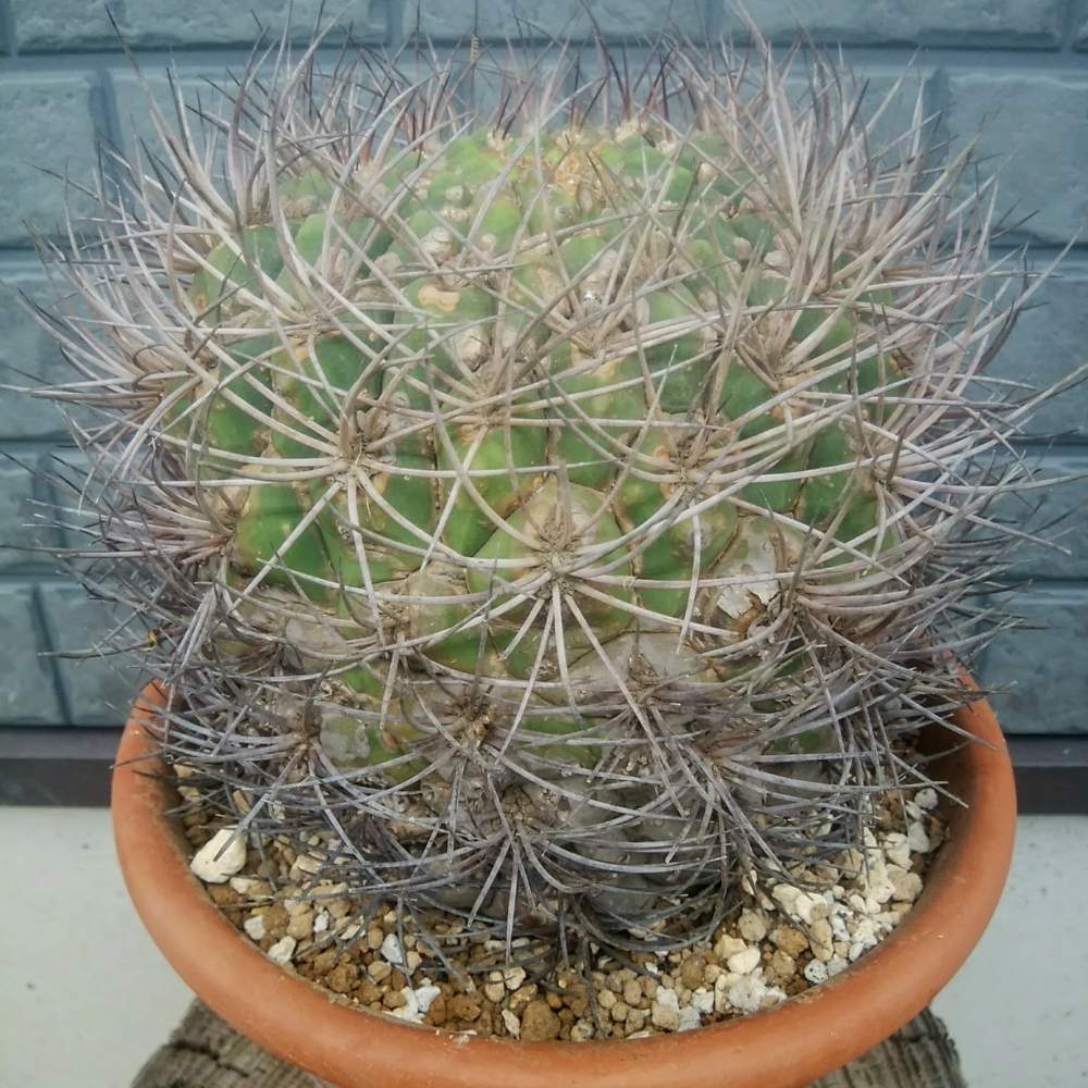 サボテンの投稿画像 By Cccrスキさん 新天地と多肉植物とサボテン科と無修正とサボテン とサボテン 新天地 と癒し とギムノカリキウム属とおうち園芸と植中毒と多肉植物とサボテンとしあわせ とタニラーと花のある暮らし 月7月11日 Greensnap グリーン